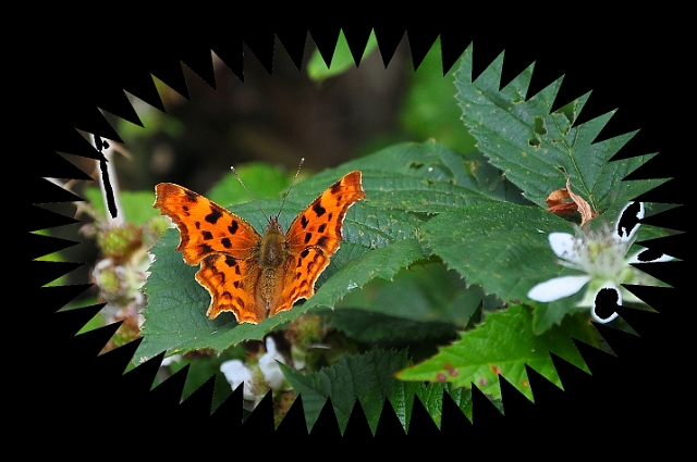 comma, butterfly, comma butter-3.jpg - COMMA - HARTLEY WINTNEY, HANTS - 27.6.09